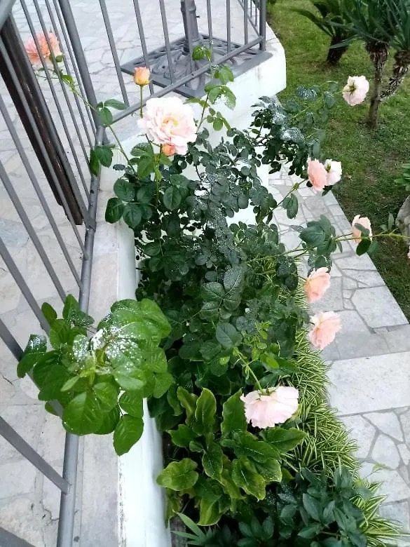 Apartment Romana Opatija